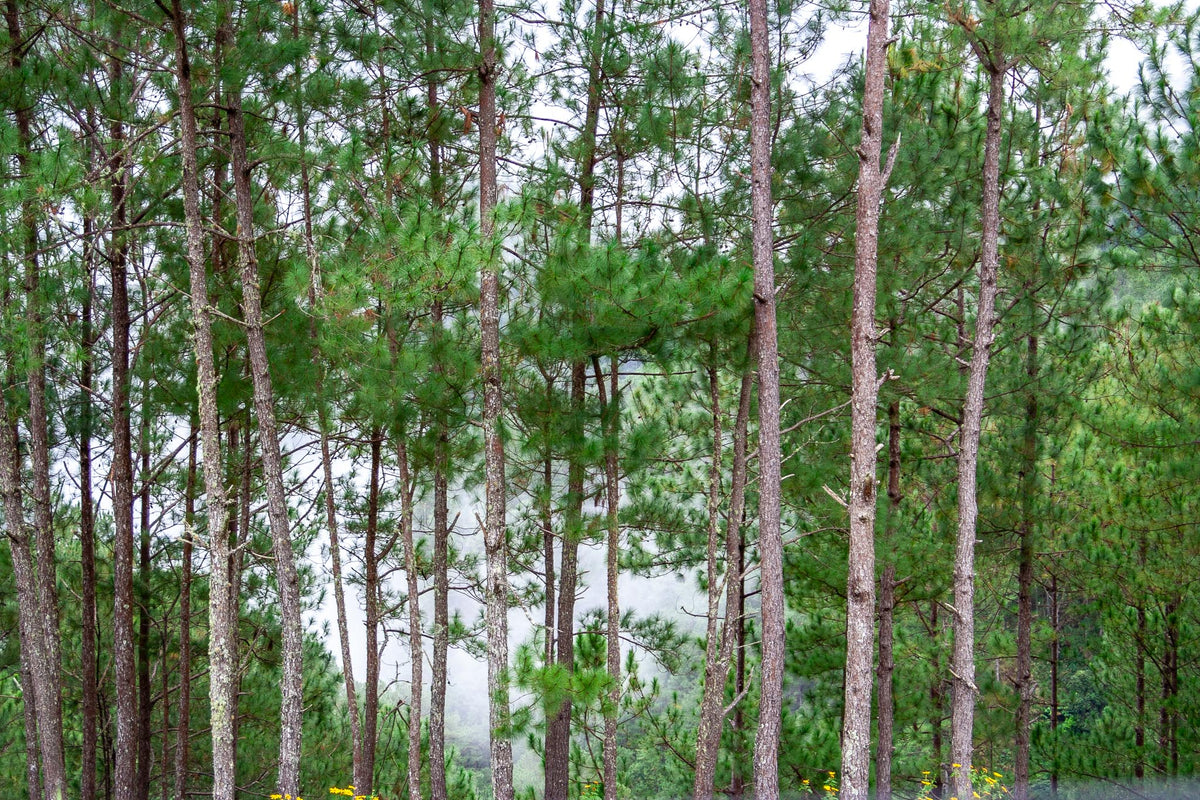 A stand of Benguet pine above Baguio with fog moving through the trunks behind them